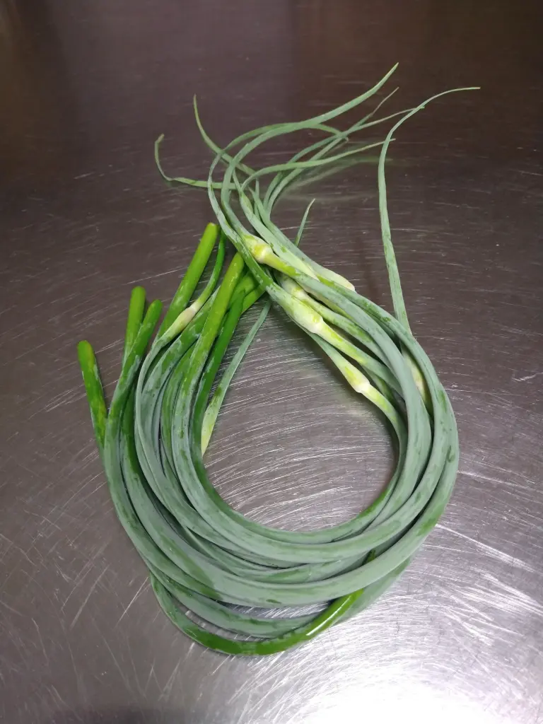 Garlic scapes 1 bunch