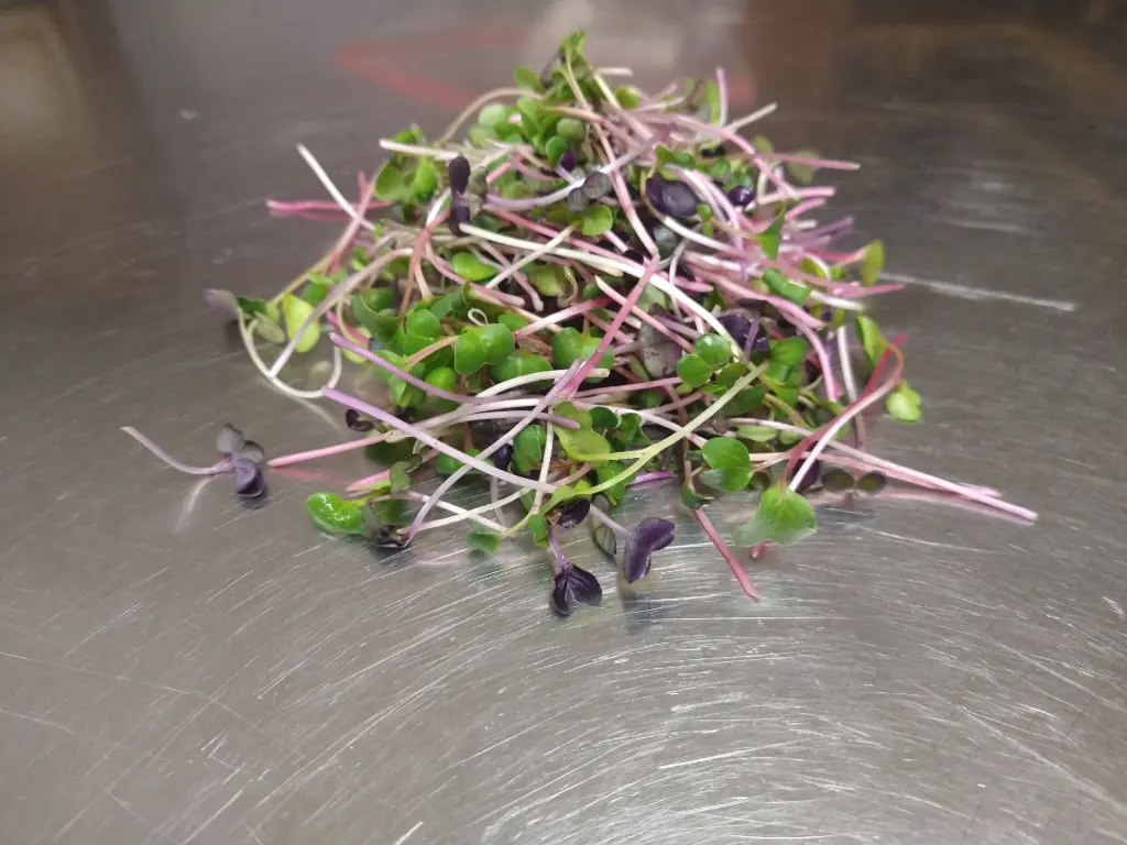Rainbow Radish Microgreens 1oz